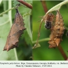 nymphalis polychloros pupae georgia